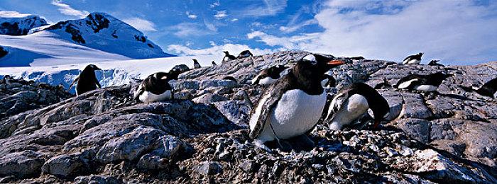 任天堂和宝可梦公司推出新网站 免费提供音乐授权